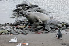 Selo de elefante e pinguim de Gentoo, a Antártica foto de stock Selo de elefante e pinguim de Gentoo, a Antártica foto de stock