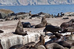 Selos no louro Cape Town de Hout foto de stock Selos no louro Cape Town de Hout foto de stock