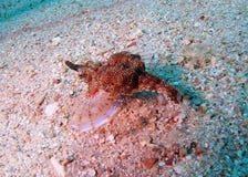 Seltenes Rotes Meer Seamoth Pegasidae lizenzfreie stockfotos Seltenes Rotes Meer Seamoth Pegasidae lizenzfreie stockfotos