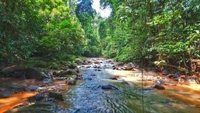 Selva e rio imagens de stock royalty free Selva e rio imagens de stock royalty free