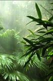 Selva tropical Selva tropical