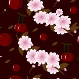 Sem emenda-fundo-com-suculento-cereja-e-cereja-flor-em-Borgonha-fundo ilustração stock Sem emenda-fundo-com-suculento-cereja-e-cereja-flor-em-Borgonha-fundo ilustração stock