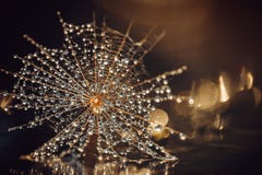 A semente do cercefi no close up das gotas de água Fundo do ouro de Brown com raios de luz e de bokeh imagens de stock A semente do cercefi no close up das gotas de água Fundo do ouro de Brown com raios de luz e de bokeh imagens de stock