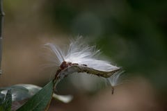 Sementes do Milkweed que olham como uma cabeça do pássaro fotografia de stock Sementes do Milkweed que olham como uma cabeça do pássaro fotografia de stock