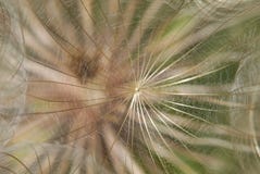 Sementes do pratensis do Tragopogon fotos de stock Sementes do pratensis do Tragopogon fotos de stock
