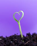 Semenzale della sorgente nella forma di cuore fotografia stock Semenzale della sorgente nella forma di cuore fotografia stock
