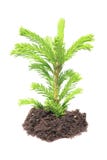 Semenzale verde isolato fotografie stock libere da diritti Semenzale verde isolato fotografie stock libere da diritti