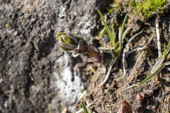 Sempervivum на утесах весной, внутри может, каменный цветок стоковая фотография Sempervivum на утесах весной, внутри может, каменный цветок стоковая фотография