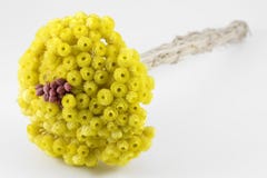 Sempreviva ( Helichrysum Melitense ) Royalty Free Stock Images