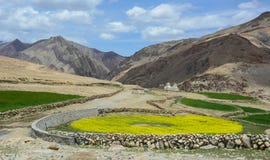 Senapsgult blommafält på den soliga dagen i Leh, Indien arkivbilder Senapsgult blommafält på den soliga dagen i Leh, Indien arkivbilder