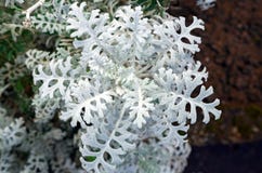 Senecio encaracolado lanoso prateado decorativo bonito do maritima de Jacobaea da planta decorativa das folhas fotografia de stock royalty free Senecio encaracolado lanoso prateado decorativo bonito do maritima de Jacobaea da planta decorativa das folhas fotografia de stock royalty free