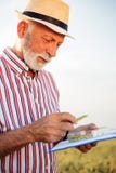 Senior farmer or agronomist examining wheat beads and filling out questionnaire royalty free stock photography Senior farmer or agronomist examining wheat beads and filling out questionnaire royalty free stock photography