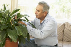 Senior Man At Home Looking After Houseplant royalty free stock photos Senior Man At Home Looking After Houseplant royalty free stock photos