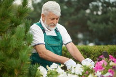 Senior man taking care of flowers in backyard. stock photos Senior man taking care of flowers in backyard. stock photos