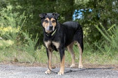 Rottweiler Shepherd mixed breed dog outside on leash royalty free stock image Rottweiler Shepherd mixed breed dog outside on leash royalty free stock image
