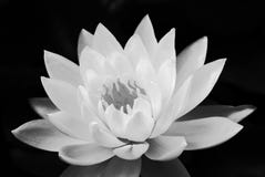 Lotus En Noir Et Blanc Photos Stock Téléchargez 565 Photos