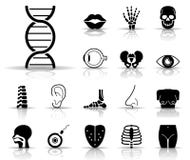 Sensory Organs & Bones - Iconset - Icons royalty free illustration Sensory Organs & Bones - Iconset - Icons royalty free illustration