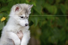 Sentada fornida del perrito mullido lindo en las manos que miran abajo fotografía de archivo Sentada fornida del perrito mullido lindo en las manos que miran abajo fotografía de archivo