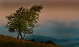 A sentinela no moubtain imagem de stock royalty free A sentinela no moubtain imagem de stock royalty free