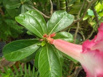 The sepal which flowers fallen. stock photo The sepal which flowers fallen. stock photo