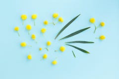 Separate Mimosa blossoms and leaves on blue background, abstract Stock Image Separate Mimosa blossoms and leaves on blue background, abstract Stock Image