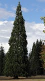 Sequoia die zich solo bevinden stock fotografie Sequoia die zich solo bevinden stock fotografie