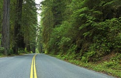 Sequoia profonda Forest Road fotografia stock libera da diritti Sequoia profonda Forest Road fotografia stock libera da diritti