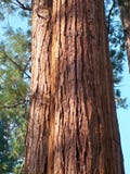 Sequoia vermelhas de Califórnia fotografia de stock royalty free Sequoia vermelhas de Califórnia fotografia de stock royalty free
