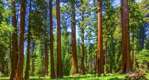 Sequoia δέντρα Sequoia στο εθνικό πάρκο κοντά στη γιγαντιαία του χωριού περιοχή Sequoia δέντρα Sequoia στο εθνικό πάρκο κοντά στη γιγαντιαία του χωριού περιοχή