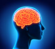 Ser humano Brain Anatomy ilustração stock Ser humano Brain Anatomy ilustração stock