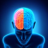Ser humano Brain Anatomy ilustração do vetor Ser humano Brain Anatomy ilustração do vetor