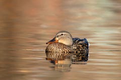 Serene Mallard Duck stock photo Serene Mallard Duck stock photo