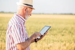 Gray haired agronomist or farmer using a tablet in wheat field royalty free stock images Gray haired agronomist or farmer using a tablet in wheat field royalty free stock images