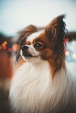 Serious papillon dog vertical portrait with bokeh lights in the background. Epagneul Nain Continental brown and white dog making s royalty free stock photos Serious papillon dog vertical portrait with bokeh lights in the background. Epagneul Nain Continental brown and white dog making s royalty free stock photos