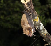 Serotine bat (Eptesicus serotinus) hanging upside down royalty free stock photos Serotine bat (Eptesicus serotinus) hanging upside down royalty free stock photos