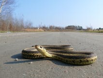Serpent au Québec Canada, Amérique du Nord image stock Serpent au Québec Canada, Amérique du Nord image stock