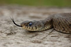 Serpent d'herbe (natrix de Natrix) photo libre de droits Serpent d'herbe (natrix de Natrix) photo libre de droits
