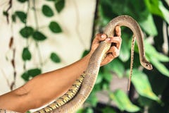 Serpent sur une main photos libres de droits Serpent sur une main photos libres de droits