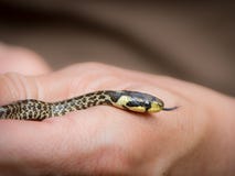 Serpente de grama muito nova na mão de uma menina fotografia de stock royalty free Serpente de grama muito nova na mão de uma menina fotografia de stock royalty free