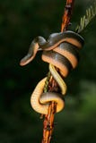 Serpente di casa dell'aurora Serpente di casa dell'aurora