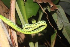Serpente di vite verde & x28; nasuta& x29 di aheuttella; fotografie stock Serpente di vite verde & x28; nasuta& x29 di aheuttella; fotografie stock