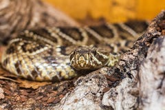 Serpente marrom de ameaça foto de stock Serpente marrom de ameaça foto de stock