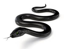Serpente nero III Serpente nero III