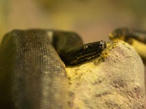 Serpente nero fotografia stock libera da diritti Serpente nero fotografia stock libera da diritti