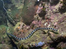 Serpentee, colubrina congregado del mar Krait - de Laticauda fotos de archivo libres de regalías Serpentee, colubrina congregado del mar Krait - de Laticauda fotos de archivo libres de regalías