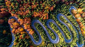 Serpentine Details - Aerial View Of Winding Forest Road In The Mountains. Colourful Landscape With Rural Road, Trees With Yellow L Stock Images Serpentine Details - Aerial View Of Winding Forest Road In The Mountains. Colourful Landscape With Rural Road, Trees With Yellow L Stock Images