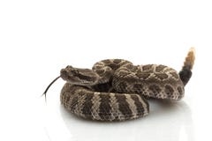 Serpiente de cascabel pacífica norteña fotos de archivo libres de regalías Serpiente de cascabel pacífica norteña fotos de archivo libres de regalías