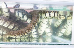 Serpiente de mar foto de archivo libre de regalías Serpiente de mar foto de archivo libre de regalías