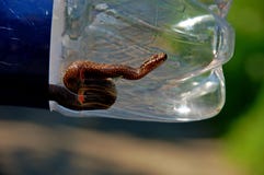 Serpiente en una botella fotos de archivo libres de regalías Serpiente en una botella fotos de archivo libres de regalías
