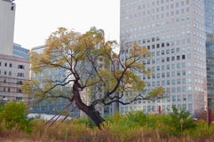Serrata Zelkova δέντρων ως στο τέλος επιζόντα από την αστικοποίηση στο μ στοκ φωτογραφία με δικαίωμα ελεύθερης χρήσης Serrata Zelkova δέντρων ως στο τέλος επιζόντα από την αστικοποίηση στο μ στοκ φωτογραφία με δικαίωμα ελεύθερης χρήσης